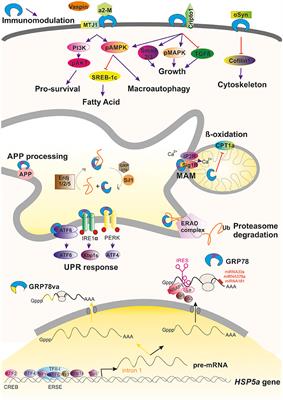 GRP78 at the Centre of the Stage in Cancer and Neuroprotection